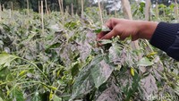 Para petani hanya pasrah dan terancam gagal panen.