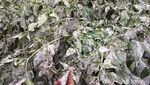 Petani Sayur Terancam Gagal Panen Akibat Hujan Abu Merapi