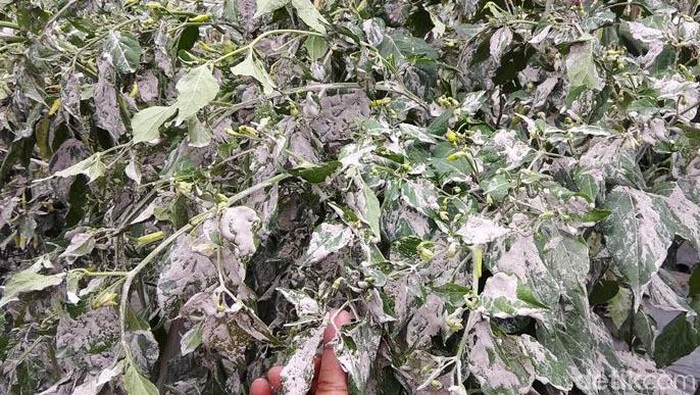Petani Lereng Merapi Terancam Gagal Panen Akibat Hujan Abu Selain jalanan, abu vulkanik juga menyelimuti lahan pertanian di lereng Gunung Merapi. Petani di Desa Paten, Kabupaten Magelang, pun terancam gagal panen.