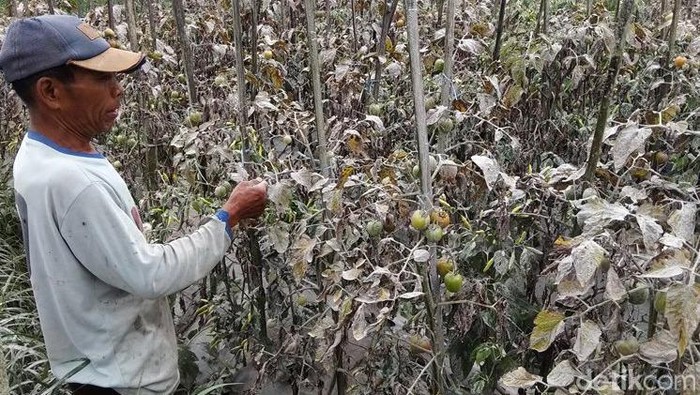 Petani Lereng Merapi Terancam Gagal Panen Akibat Hujan Abu Selain jalanan, abu vulkanik juga menyelimuti lahan pertanian di lereng Gunung Merapi. Petani di Desa Paten, Kabupaten Magelang, pun terancam gagal panen.