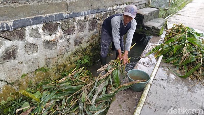 Suparjo saat mencuci rumput karena terkena abu vulkanik Gunung Merapi.
