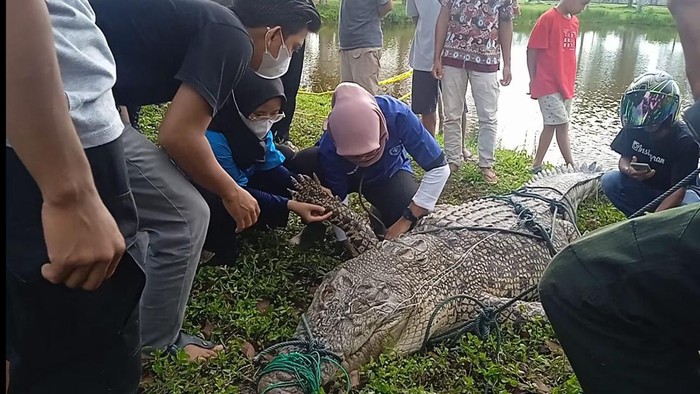 Buaya 300 Kg di Bengkulu mati