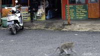 Diketahui, kawanan monyet ekor panjang kerap turun untuk mencari makanan.