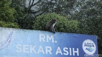 Seekor monyet tampak berada di atap warung makan yang berada di kawasan Puncak.