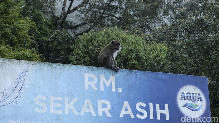 Aksi kawanan monyet ekor panjang menarik perhatian warga di kawasan Puncak, Cisarua. Kawanan monyet ini kerap turun untuk mencari makanan.