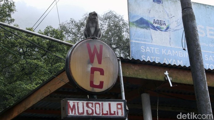 Aksi kawanan monyet ekor panjang menarik perhatian warga di kawasan Puncak, Cisarua. Kawanan monyet ini kerap turun untuk mencari makanan.