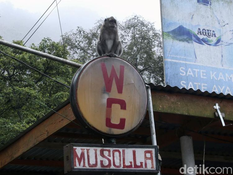 Bukan Healing, Ini yang Dicari Monyet Ekor Panjang Saat ke Puncak
