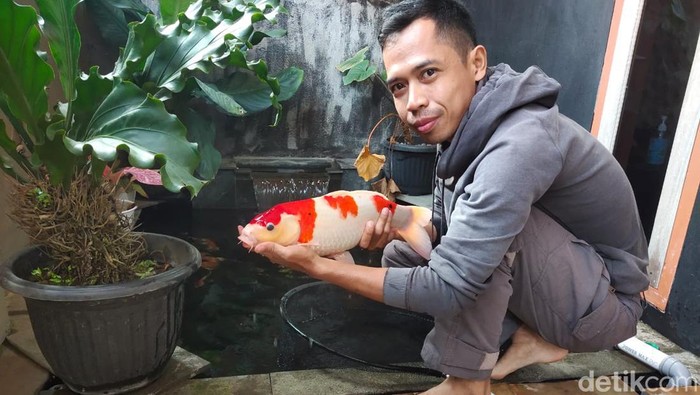 Dadan memperlihatkan ikan koi miliknya.