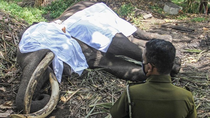 Gajah paling suci di Sri Lanka mati.
