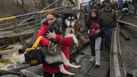 Seorang wanita memegang seekor anjing saat menyeberangi Sungai Irpin di jalur improvisasi di bawah jembatan ketika orang-orang melarikan diri dari kota Irpin, Ukraina. (AP/Vadim Ghirda)