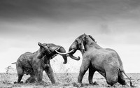 World Nature Photography Awards