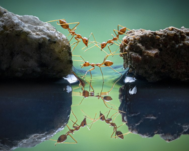World Nature Photography Awards