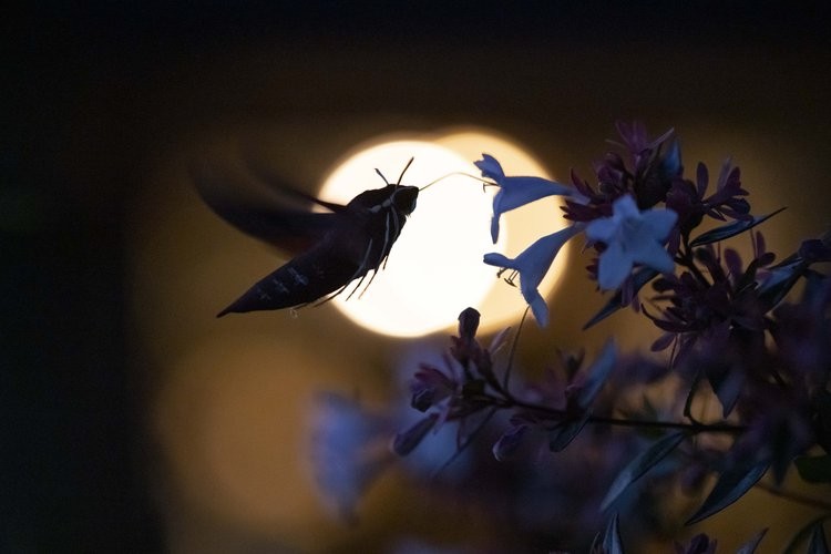 World Nature Photography Awards