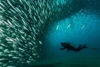 World Nature Photography Awards