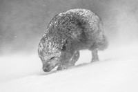 World Nature Photography Awards