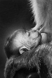World Nature Photography Awards