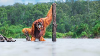 Orang Utan hingga Semut Jadi Foto Jawara World Nature Photography Awards