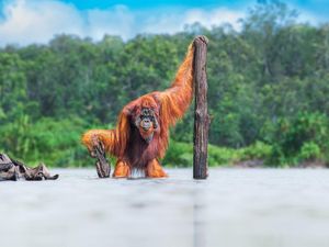 Orang Utan hingga Semut Jadi Foto Jawara World Nature Photography Awards
