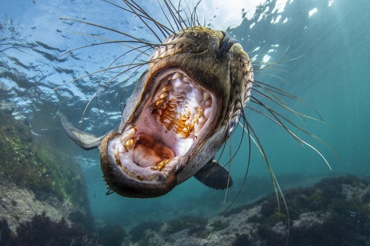 World Nature Photography Awards