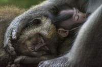 World Nature Photography Awards