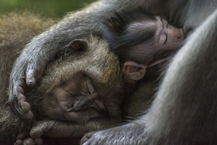 World Nature Photography Awards