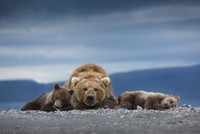World Nature Photography Awards