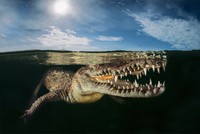 World Nature Photography Awards