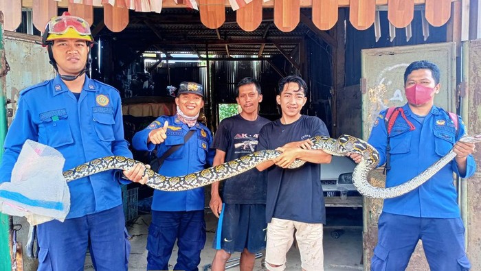 Damkar evakuasi ular 4 meter di Bogor (dok. Istimewa)