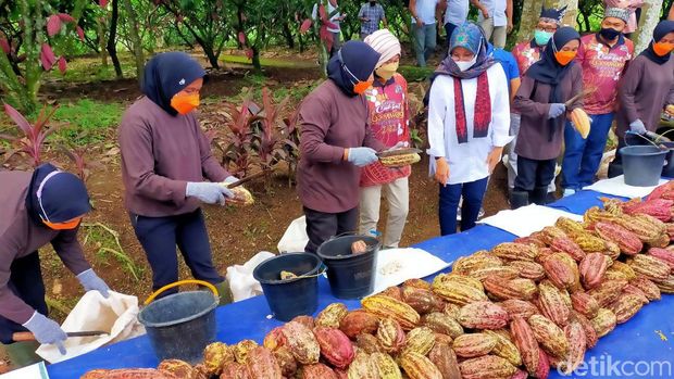 Festival Cokelat Glenmore Banyuwangi