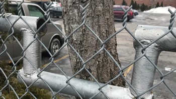 Sebuah pagar yang sengaja memberi ruang bagi pohon untuk tumbuh. Foto: Brightside