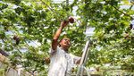 Komunitas KAT Sulap Lahan Kosong Jadi Kebun Anggur