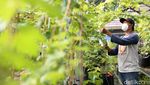 Komunitas KAT Sulap Lahan Kosong Jadi Kebun Anggur