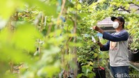Selain itu KAT juga sering membagi-bagikan bibit pohon anggur ke masyarakat.