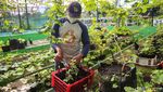 Komunitas KAT Sulap Lahan Kosong Jadi Kebun Anggur