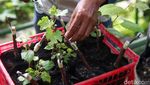 Komunitas KAT Sulap Lahan Kosong Jadi Kebun Anggur