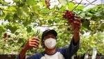 Komunitas KAT Sulap Lahan Kosong Jadi Kebun Anggur