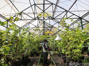 Inovasi Wakaf Pertanian Regeneratif