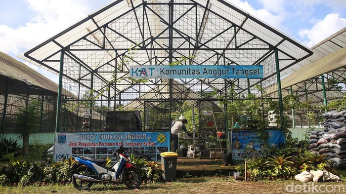 Warga yang tergabung dalam Komunitas Anggur Tangsel sukses membudidayakan tanaman anggur. Kebun anggur itu berada di lahan kosong Balai Penyuluhan Pertanian Tangsel.
