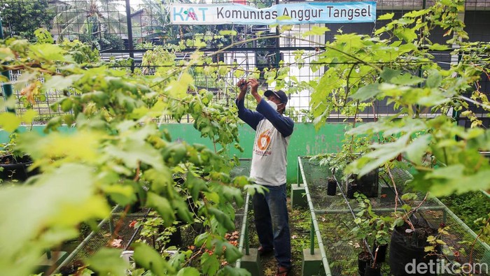 Komunitas KAT Sulap Lahan Kosong Jadi Kebun Anggur di Tangsel Warga yang tergabung dalam Komunitas Anggur Tangsel sukses membudidayakan tanaman anggur. Kebun anggur itu berada di lahan kosong Balai Penyuluhan Pertanian Tangsel.
