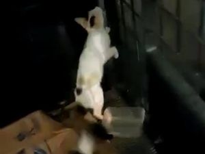 Diduga Jadi Makanan Buaya, Kucing-kucing Diselamatkan Dewi Tanjung