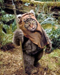 Kucing photoshop