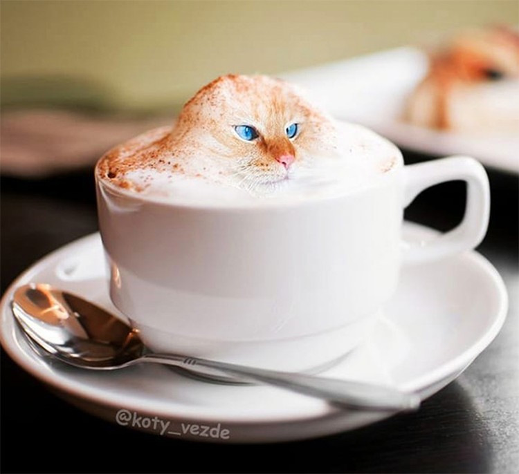 Kucing photoshop