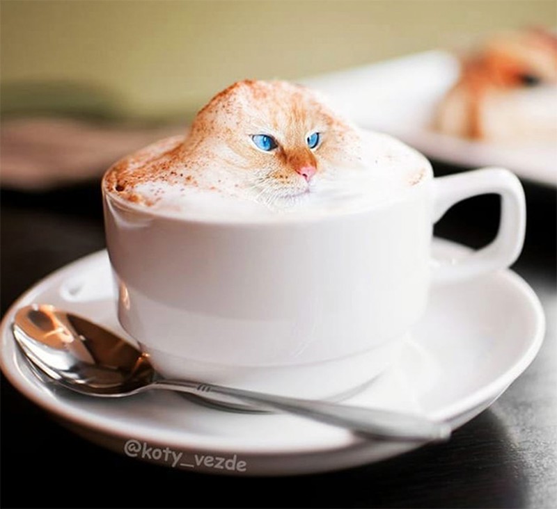 Kucing photoshop