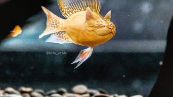 Jadi ikan. Foto: Instagram/koty_vezde