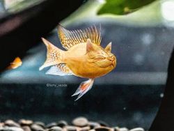 Ketika Kucing Jadi Korban Photoshop, Lucu dan Menggemaskan!