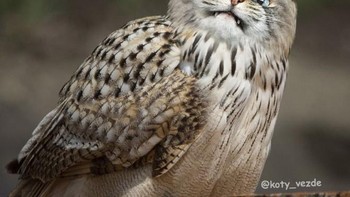 Jadi burung hantu. Foto: Instagram/koty_vezde