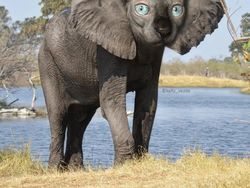 Ketika Kucing Jadi Korban Photoshop, Lucu dan Menggemaskan!