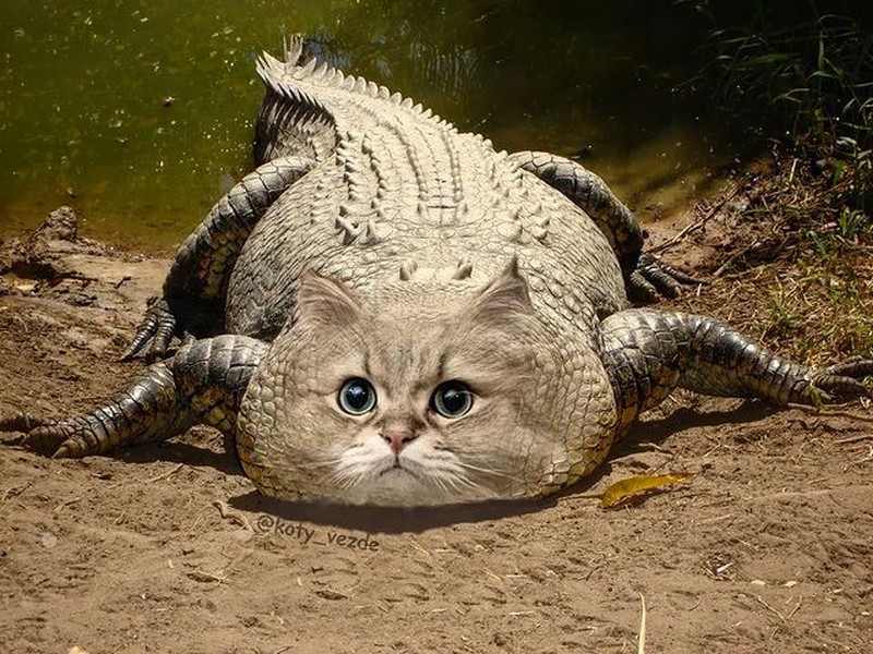 Kucing photoshop