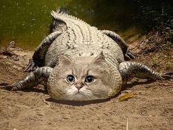 Ketika Kucing Jadi Korban Photoshop, Lucu dan Menggemaskan!