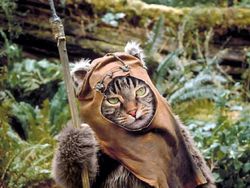 Ketika Kucing Jadi Korban Photoshop, Lucu dan Menggemaskan!
